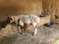 كبش, Rhon sheep — الصورة 5