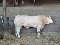 ষাঁড়, গরু — ছবি 3
