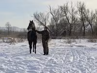 घोड़ी, Orlov Trotter — फ़ोटो 5