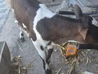 গাভী, গরু — ছবি 3