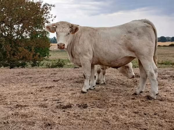 গাভী, Charolais cattle