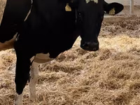 Cow, Holstein breed — photo 3