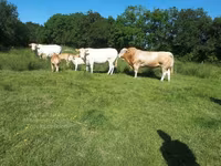 Toro, Blonde d’Aquitane cattle — foto 6