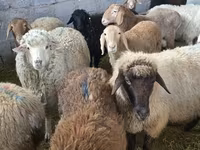 نعجة, Tian-Shan semifinewool sheep — الصورة 7