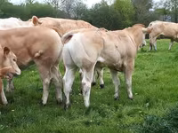 Toro, Blonde d’Aquitane cattle — foto 2