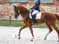 घोड़ा, Friesian sport horse — फ़ोटो 2