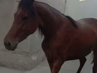 घोड़ी, Anglo-Arabian — फ़ोटो 4
