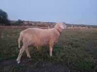 ভেড়ার পাঁঠা, Assaf sheep — ছবি 4