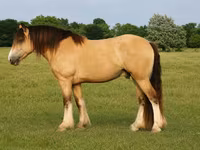 حصان, Gypsy horse — الصورة 1
