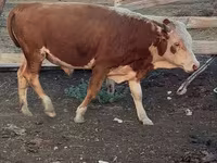 गाय, Latvian Blue cattle — फ़ोटो 7