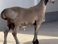 كبش, الأغنام — الصورة 3