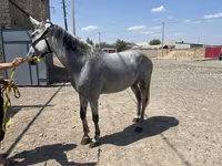فرس, Orlov Trotter — الصورة 1