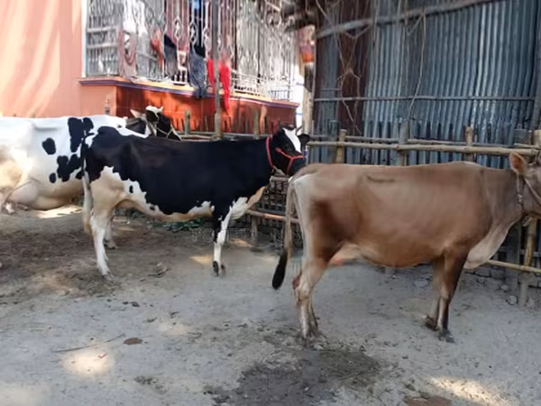 গাভী, বিফালো — বাংলাদেশ
