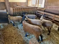 মেষী, Baerchuke sheep — ছবি 4