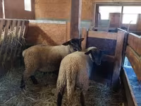 মেষী, Baerchuke sheep — ছবি 1