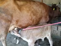 Kuh, Red Estonian cattle — Foto 4