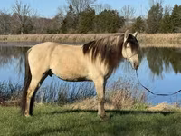 घोड़ा, Rocky Mountain Horse — फ़ोटो 8