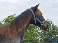 घोड़ी, Rocky Mountain Horse — फ़ोटो 3