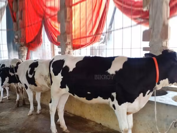 গাভী, গোলস্টাইন জাত — বাংলাদেশ