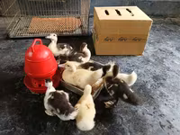 Ducks — photo 2