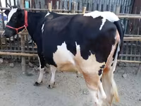 গাভী, বিফালো — ছবি 1
