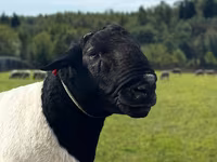 كبش, Dorper sheep — الصورة 1