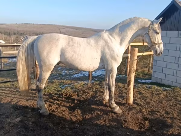 公马, Horses