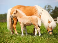 घोड़ा, American shetland pony — फ़ोटो 2