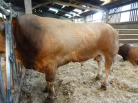 Bulle, Partenaise cattle — Foto 2