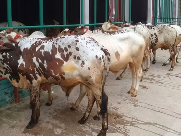 ثور, الماشية — بنغلاديش