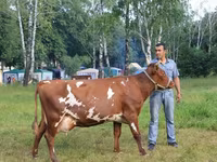 गाय, कल्मिक नस्ल — फ़ोटो 5