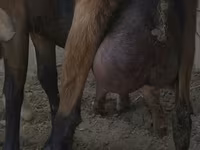 Cabra, Czech Brown Shorthaired goats — foto 1