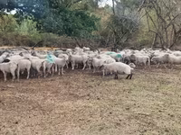 মেষী, Baerchuke sheep — ছবি 2