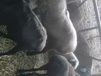 كبش, Rhon sheep — الصورة 2