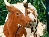 بقرة, أيرشير — الصورة 2