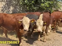 Toro, Vaca roja bielorrusa — foto 1