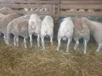 মেষী, Baerchuke sheep — ছবি 1