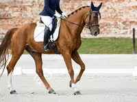 घोड़ा, Friesian sport horse — फ़ोटो 3