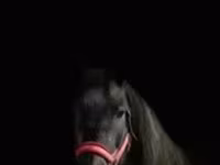 घोड़ी, घोड़े — फ़ोटो 3