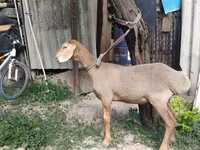 كبش, Edilbay sheep — الصورة 7