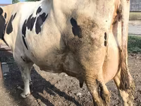 গাভী, Swiss cattle — ছবি 4