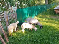 Cabra, Kejobong goat — foto 3