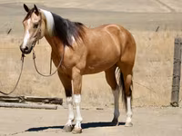 فرس, Quarter Horse — الصورة 3