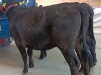 গাভী, এবার্ডিন-অ্যাঙ্গাস — ছবি 4
