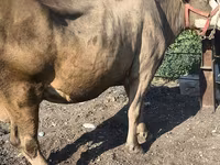 गाय, अलाताऊ नस्ल — फ़ोटो 3