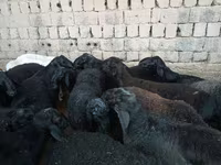 Ram, Rhon sheep — photo 4