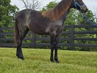 घोड़ी, Rocky Mountain Horse — फ़ोटो 4