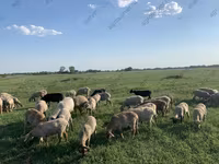 كبش, Hissar sheep — الصورة 6