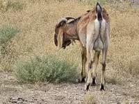 Cabro, Nubian Goat — foto 3