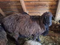 كبش, Edilbay sheep — الصورة 2